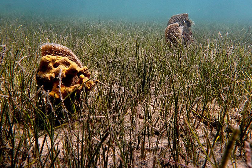 Seegraswiesen sind als hochproduktive Lebensräume von enormer Bedeutung für die marinen Stoffkreisläufe. Foto: Sandra Bračun 