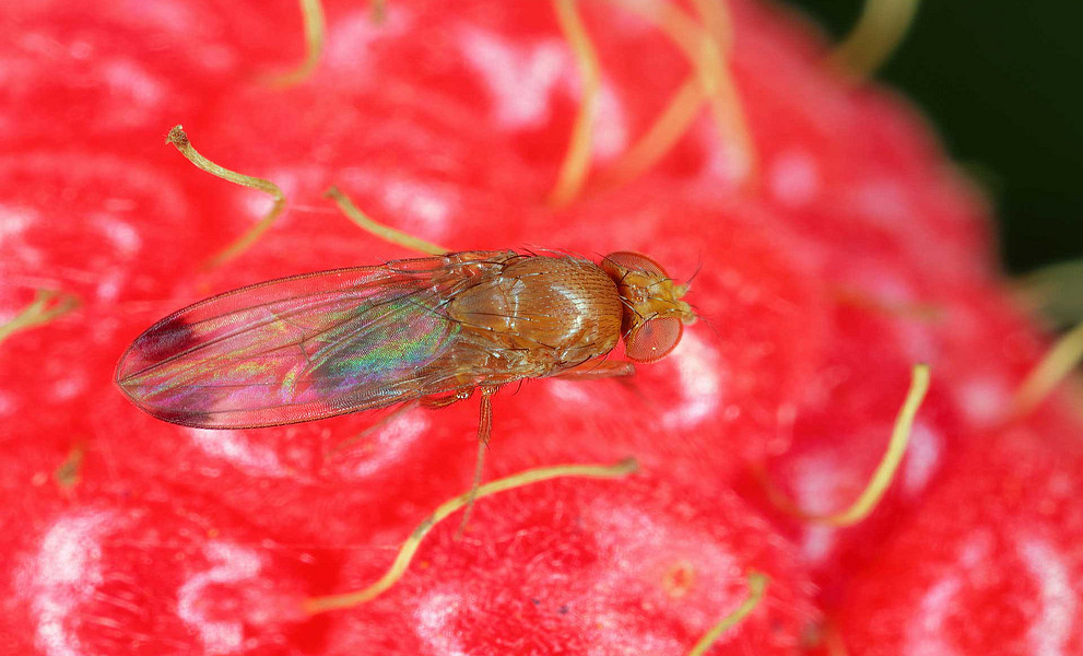 Fruchtfliege sitzt auf Himbeere