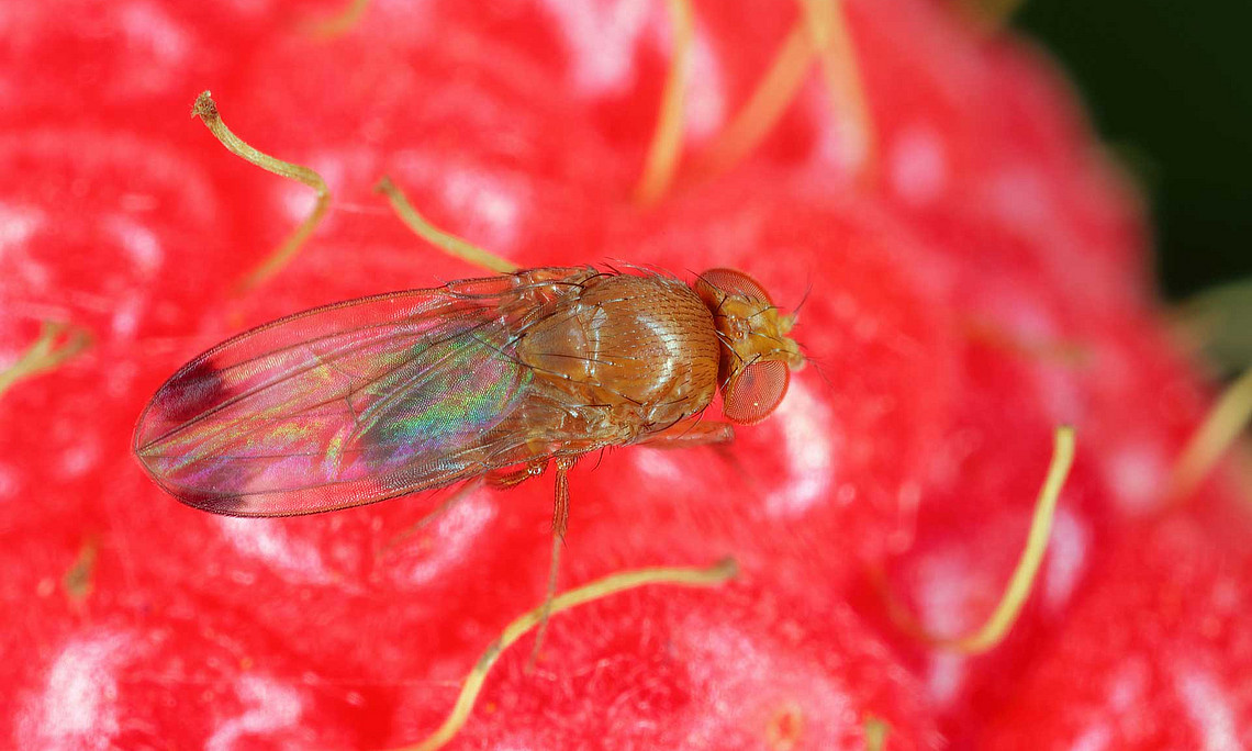 Fruchtfliege sitzt auf Himbeere