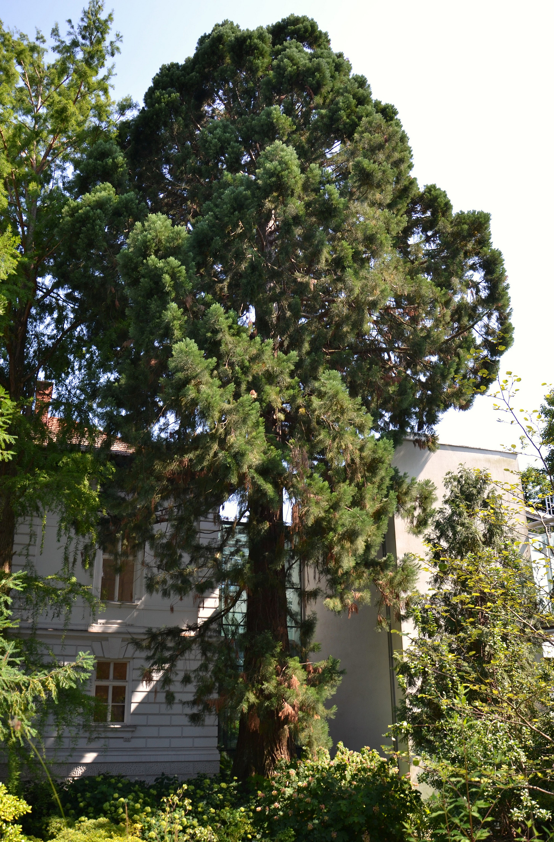 Berg-Mammutbaum ©UNI Graz