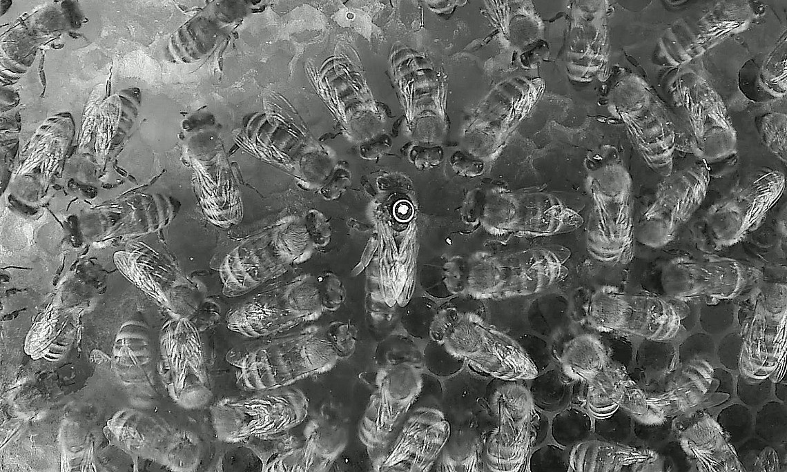 Bees in the hive on a honeycomb around the queen photographed in infrared light