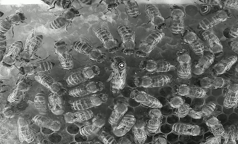 Bienen im Stock auf einer Wabe rund um die Königin bei Infrarotlicht aufgenommen