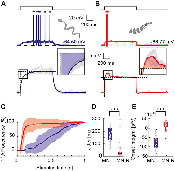 rattlesnake_spinal_MNs 