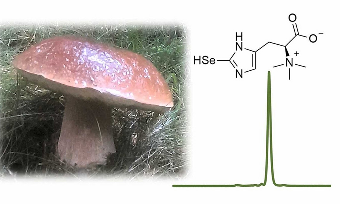Mushroom picture and chromatographic trace of selenium + structure of selenonein