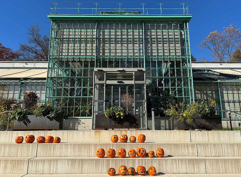Kürbisse im Botanischen Garten 