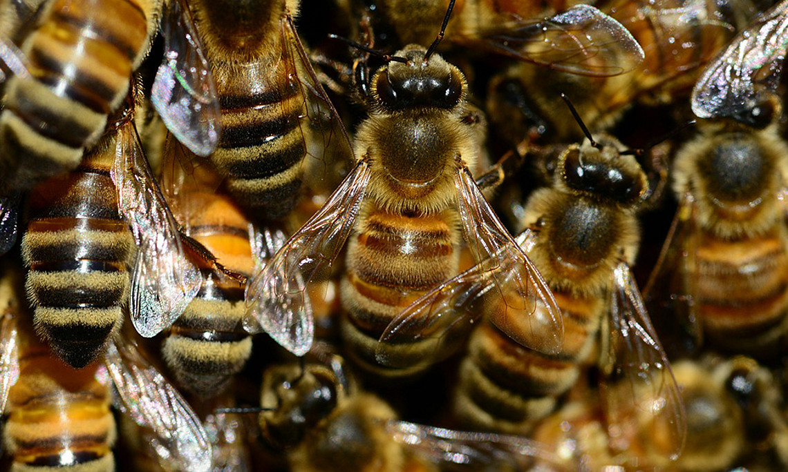 Die Honigbienen in Österreich haben den heurigen Winter gut überstanden. Foto: Pixabay