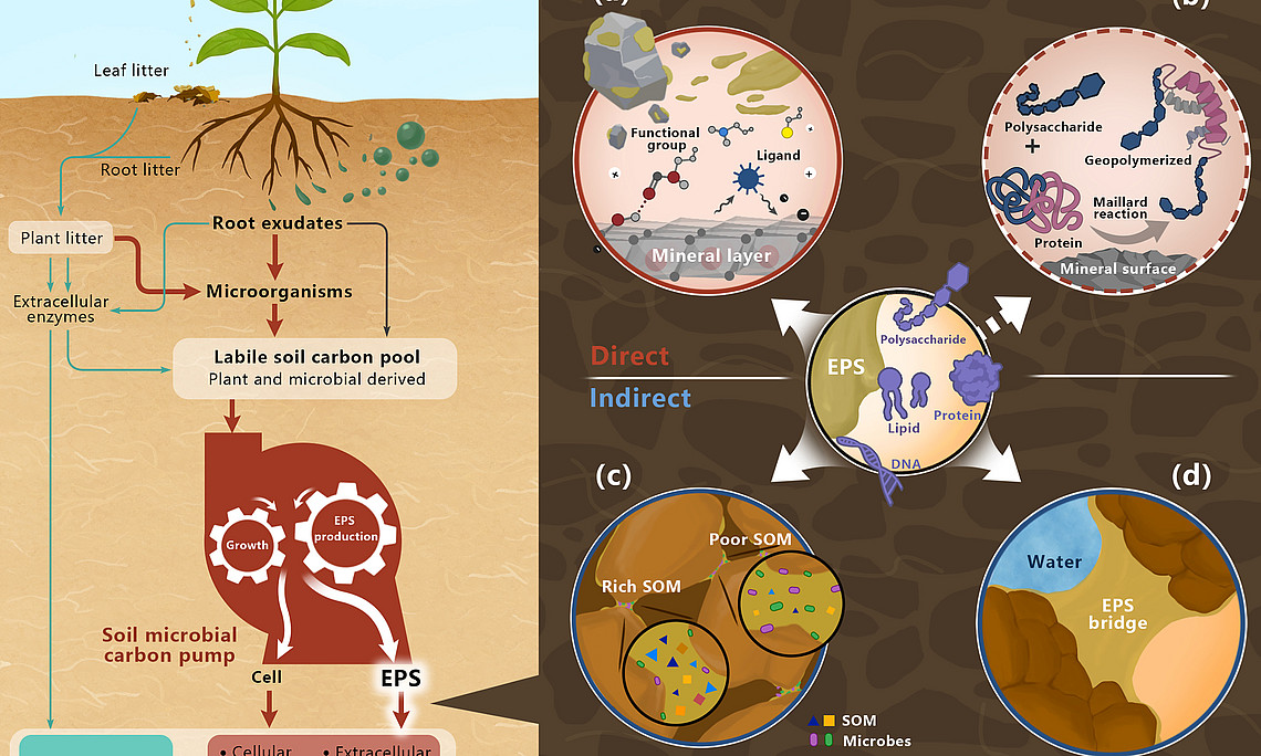 Grafik Paper: Extracellular polymeric substances: overlooked contributors to soil organic carbon persistence