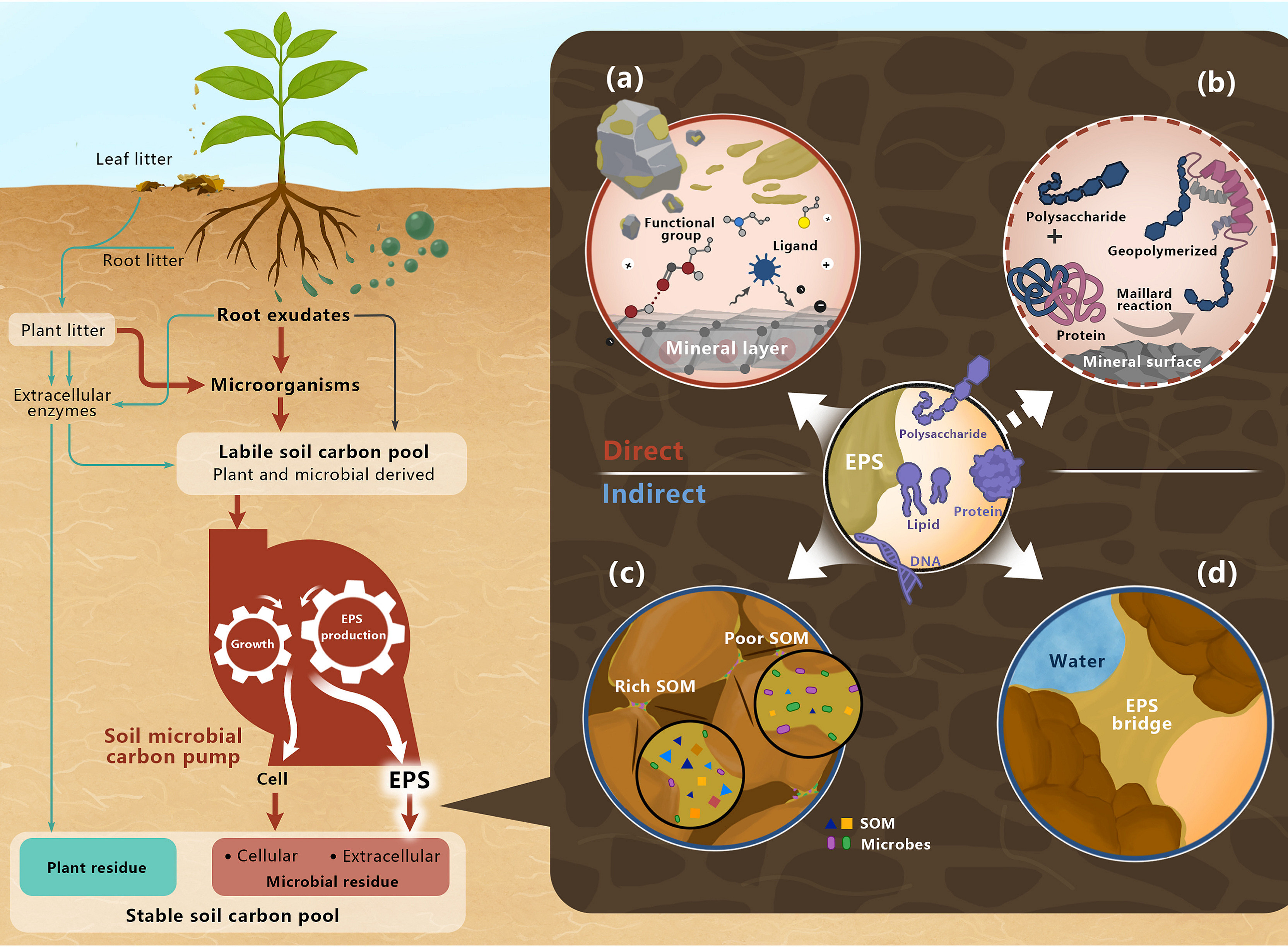 Grafik Paper: Extracellular polymeric substances: overlooked contributors to soil organic carbon persistence ©Minsu Kim