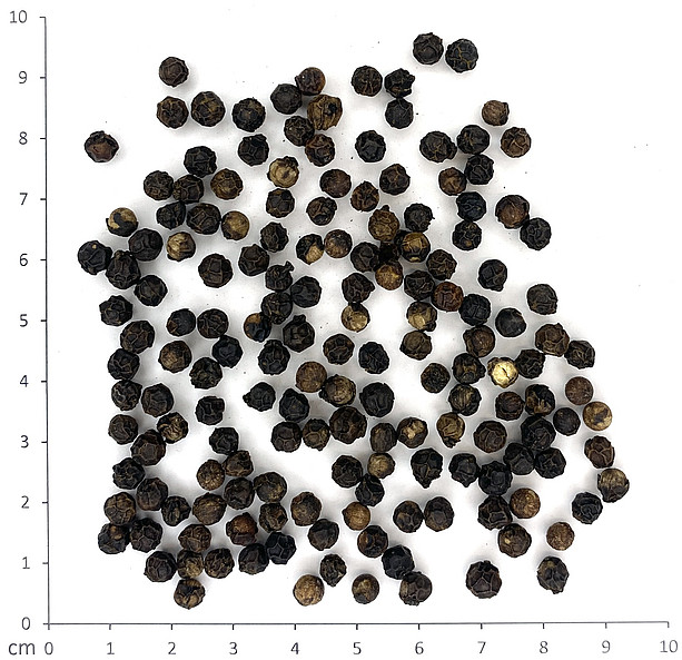 Schwarzer Pfeffer ©Uni Graz - Bucar/Tropper