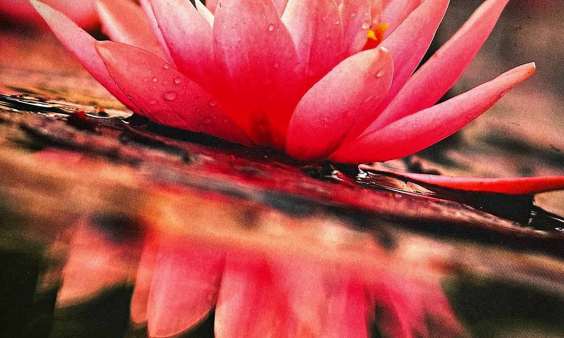 Seerose