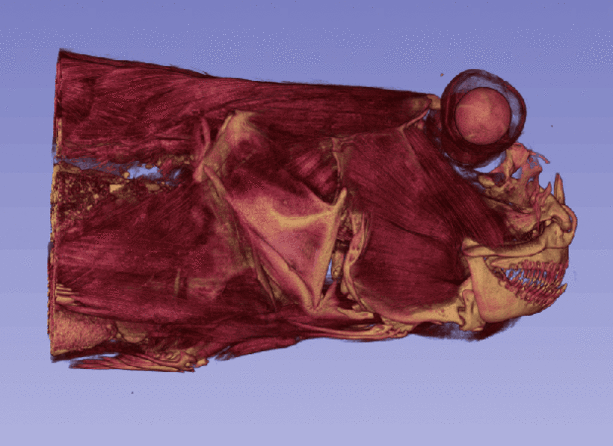 prelim_musculoskeletal reconstruction_PN 