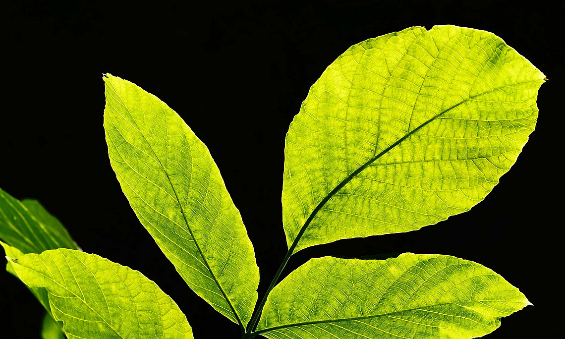 gefiedertes grünes Blatt im Gegenlicht, vor schwarzem Hintergrund
