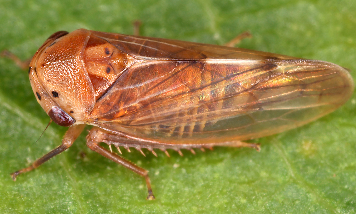 Nahaufnahme einer Indischen Maskenzikade (Pediopsoides sharmai) auf einem grünen Blatt. Das Insekt ist seitlich abgebildet und hat einen länglichen, braun-gelb gemusterten Körper. Die durchscheinenden Flügel zeigen feine, dunkle Adern. Am Kopf sind mehrere kleine, dunkle Punkte zu erkennen, die Facettenaugen sind rötlich. Die Beine sind dünn und mit kleinen Dornen besetzt. Der Hintergrund ist unscharf und hebt das Insekt deutlich hervor.