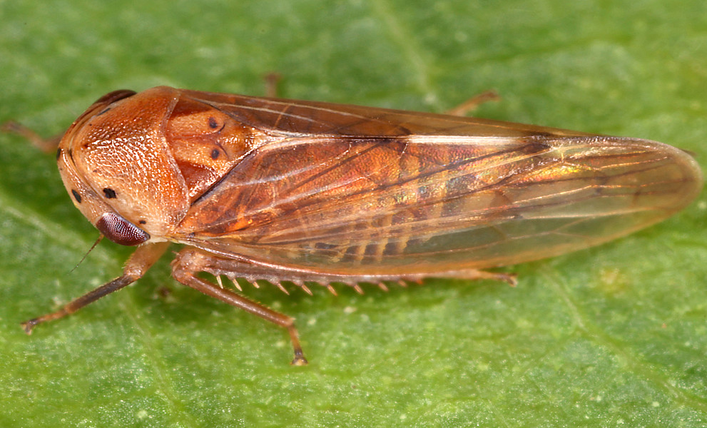 Nahaufnahme einer Indischen Maskenzikade (Pediopsoides sharmai) auf einem grünen Blatt. Das Insekt ist seitlich abgebildet und hat einen länglichen, braun-gelb gemusterten Körper. Die durchscheinenden Flügel zeigen feine, dunkle Adern. Am Kopf sind mehrere kleine, dunkle Punkte zu erkennen, die Facettenaugen sind rötlich. Die Beine sind dünn und mit kleinen Dornen besetzt. Der Hintergrund ist unscharf und hebt das Insekt deutlich hervor.