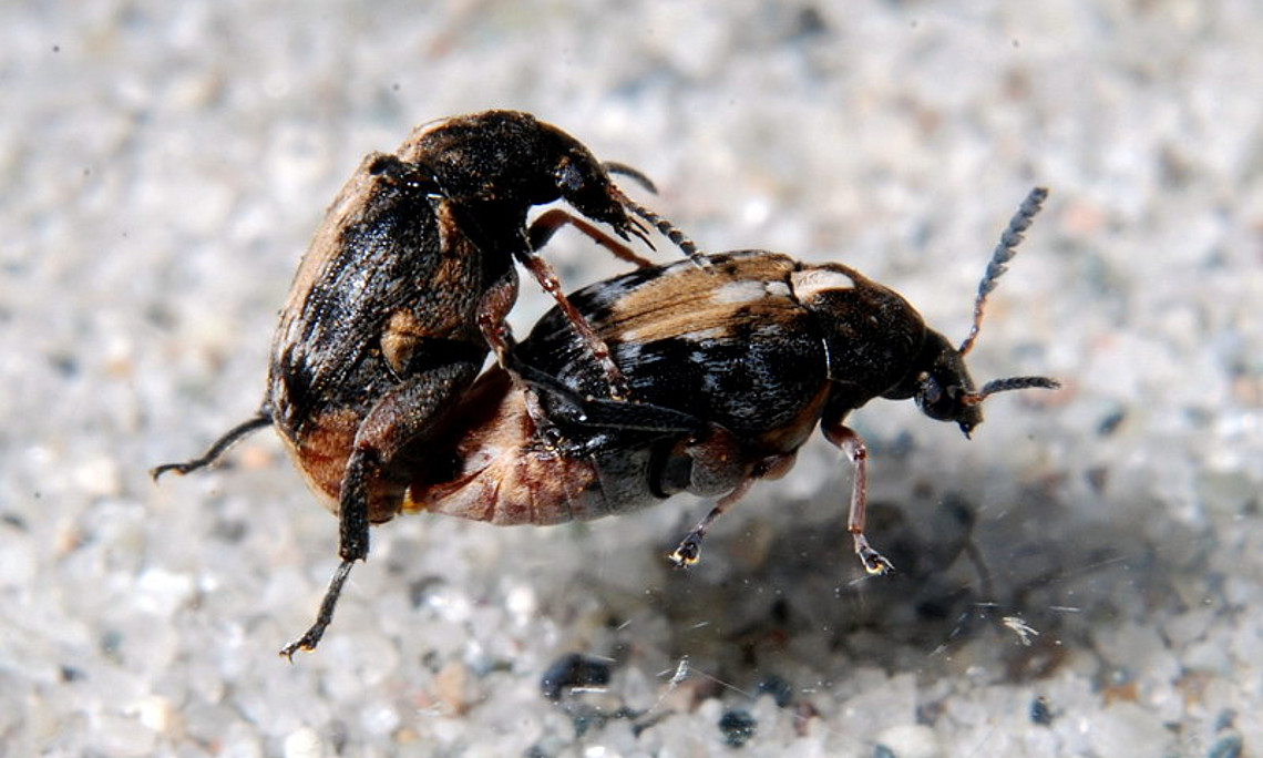 Samenkäfer bei der Paarung. Foto: Dr. Janos Bodor