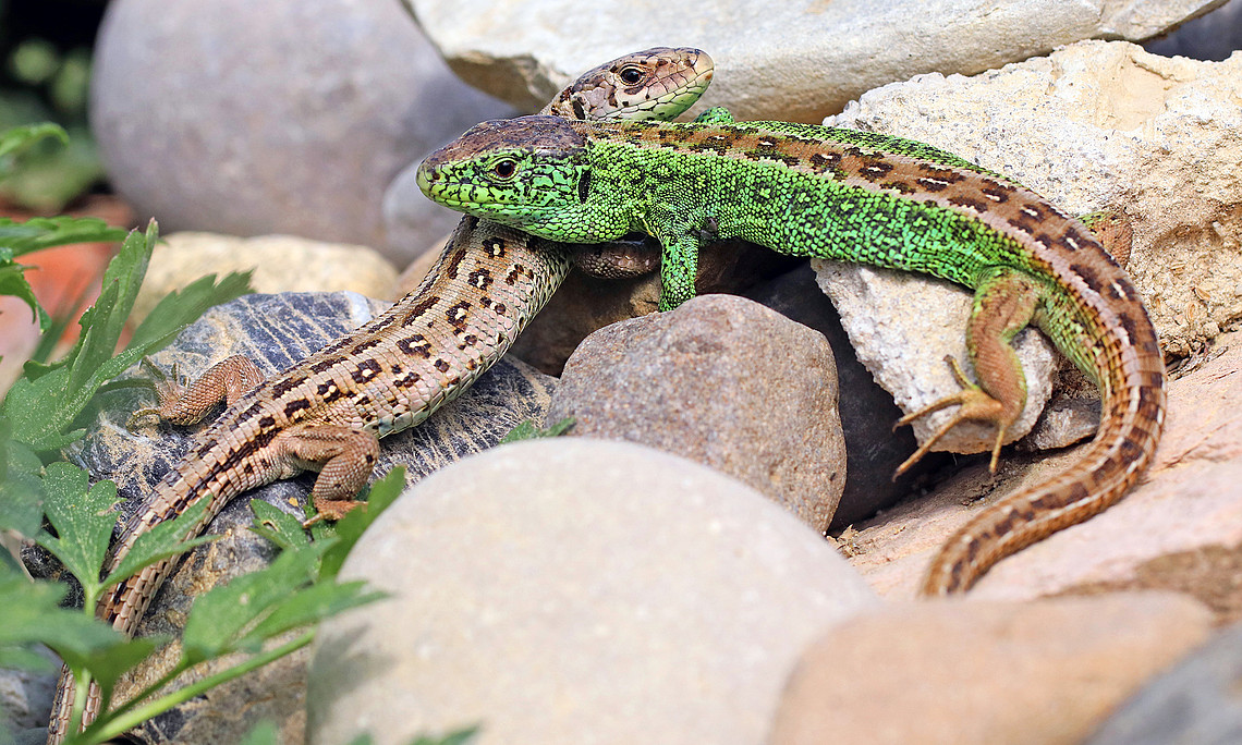 A brown and a green sand lizard on stones