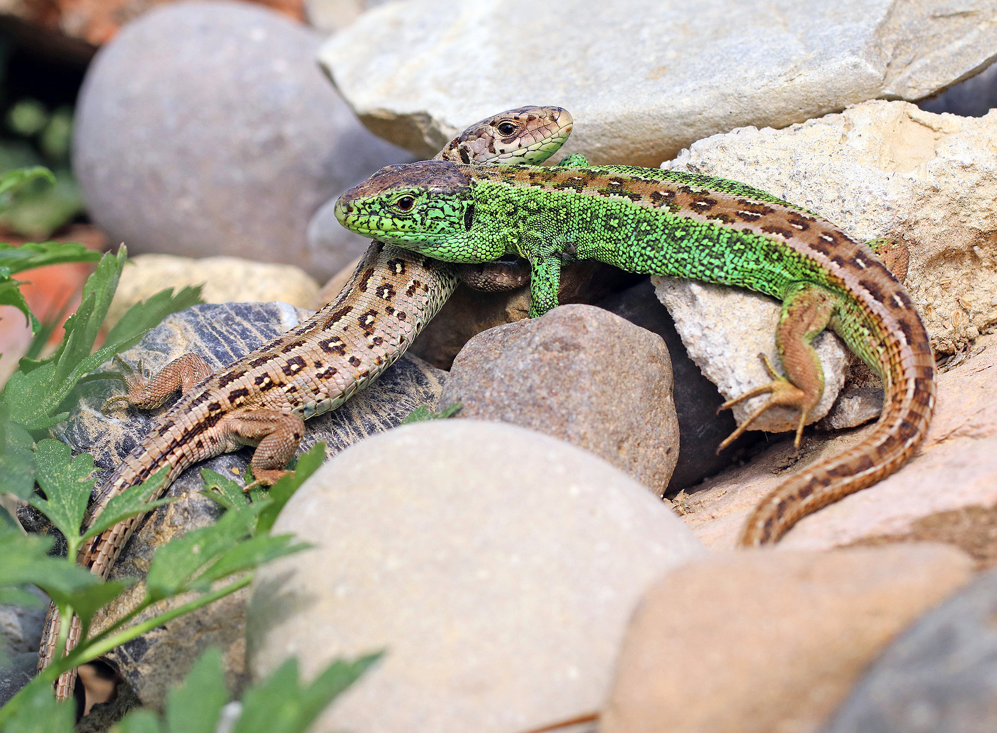 Eine braune und eine grüne Zauneidechse auf Steinen ©Willi - stock.adobe.com