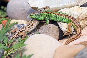 A brown and a green sand lizard on stones