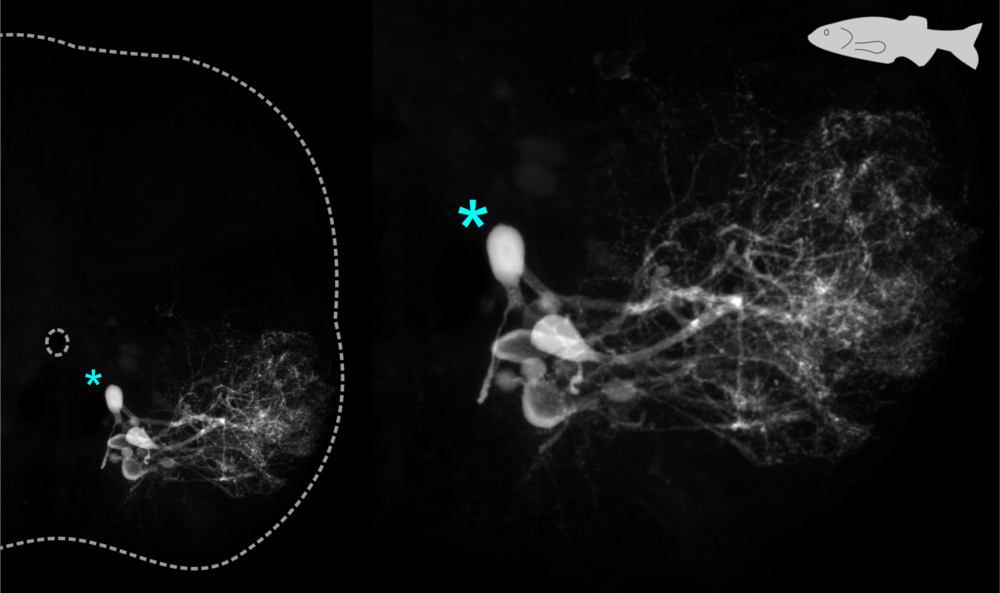 zebrafish abductor motoneurons 