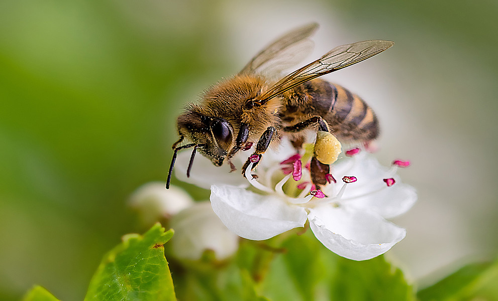 Honigbiene sammelt Pollen auf einer weißen Blüte.