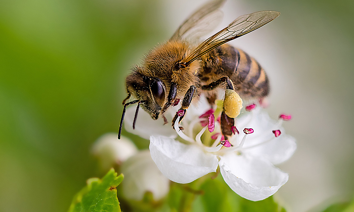 Honigbiene sammelt Pollen auf einer weißen Blüte.
