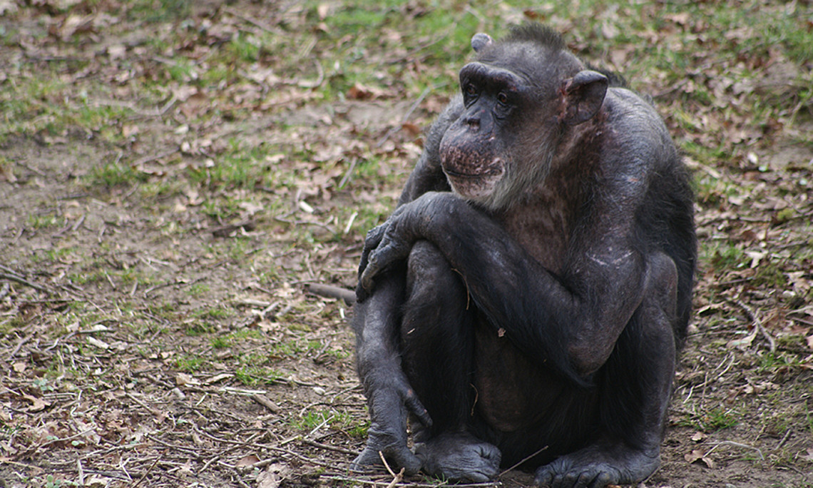 Früher Verlust der Mutter beeinträchtigt Schimpansen ein Leben lang, bestätigt eine Untersuchung von Wiener und Grazer ZoologInnen. Foto: Uni Wien/Massen