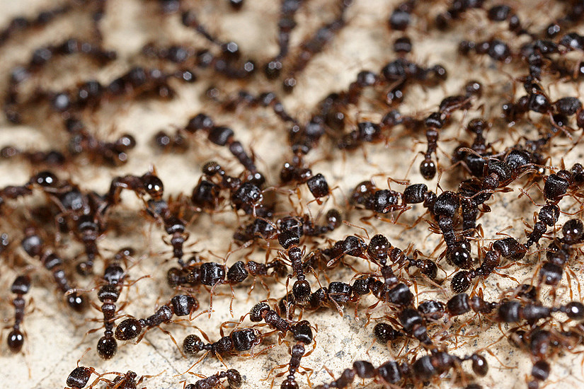 Wie Ameisen, Bienen und Wespen ihr Zusammenleben managen, hat Thomas Schmickl erforscht. Foto: Shutterstock/Hurst Photo