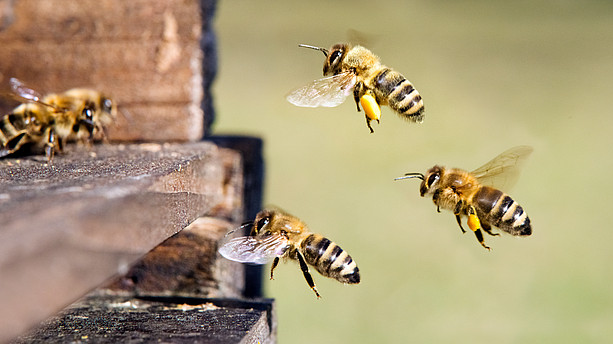 Bienen fliegen in den Bienenstock ©C. Schuessler - stock.adobe.com 