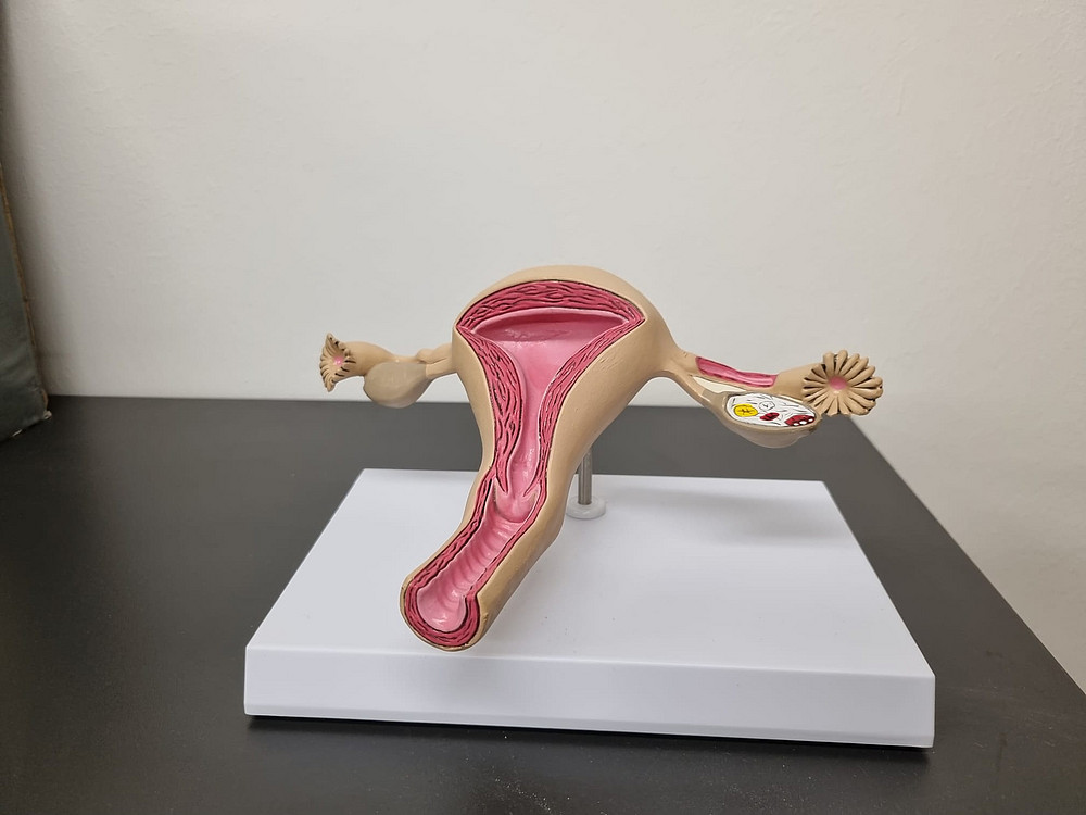 Uterusmodell 