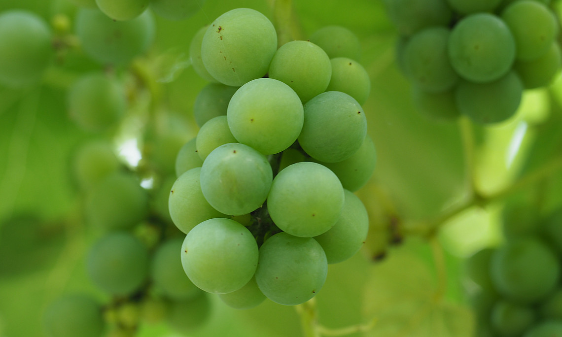 Weintrauben auf einem Weinstock