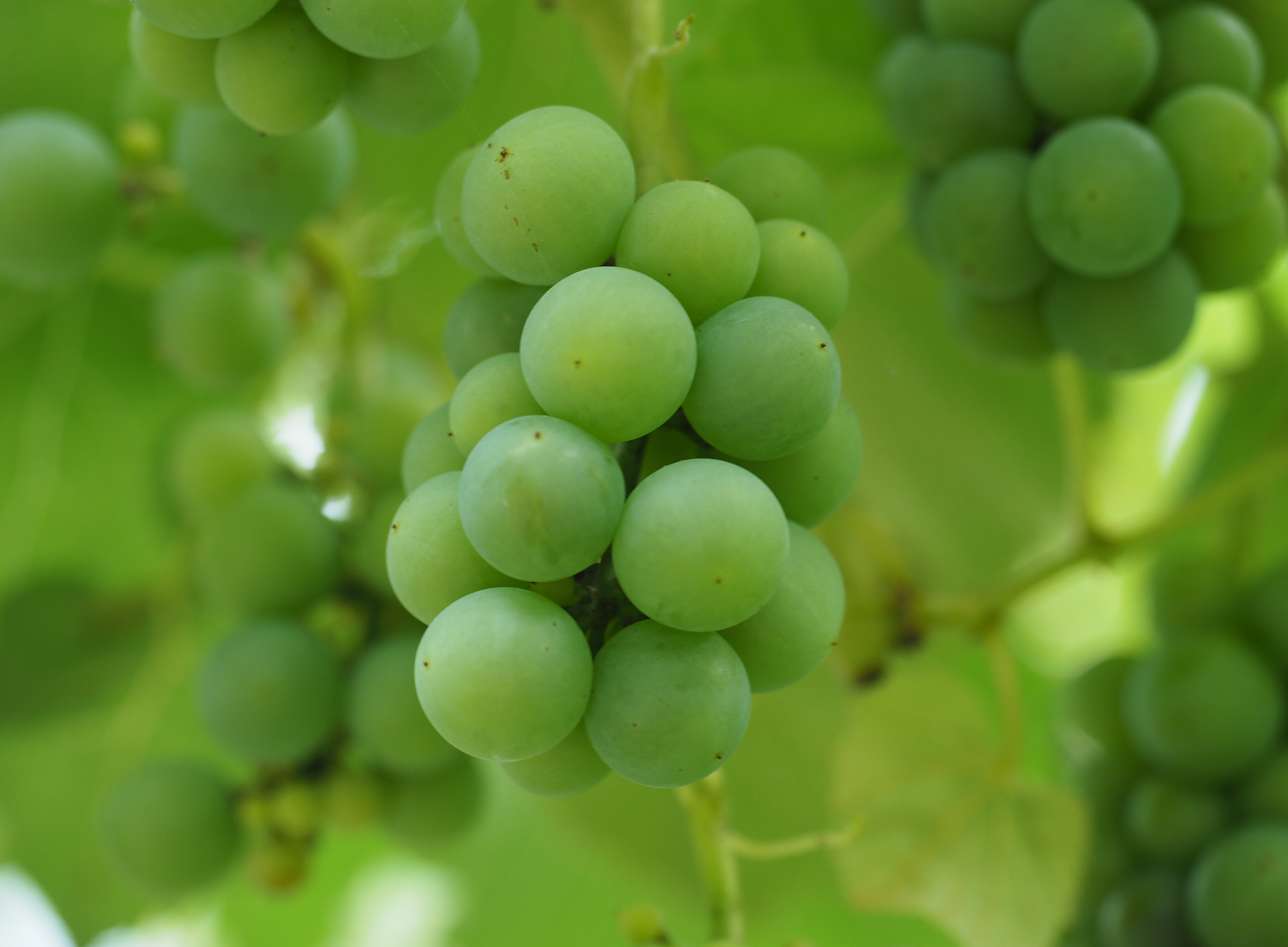 Weintrauben auf einem Weinstock ©U. Grube / Uni Graz