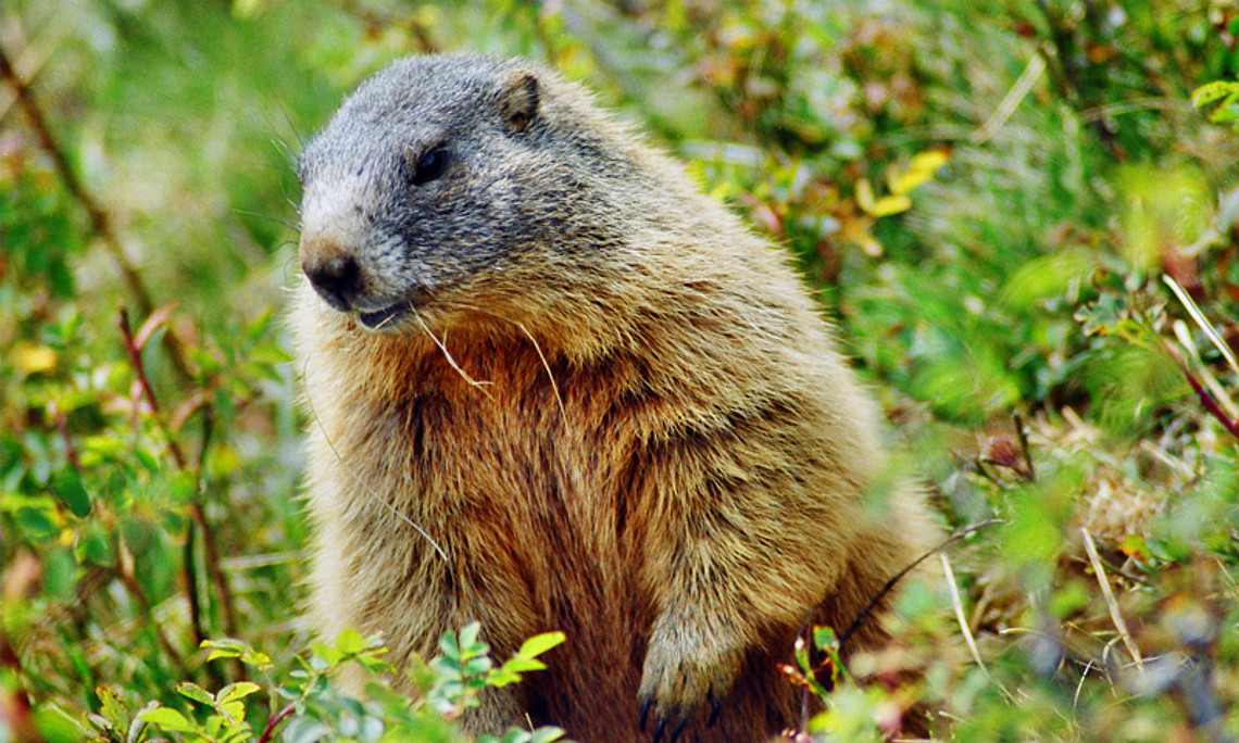 Fettpölster können bei manchen Tierarten schützend sein. Wie der Fettabbbau im menschlichen Körper funktioniert, erforschen WissenschafterInnen der Uni Graz. Foto: Peter Freitag/<a href="http://www.pixelio.de">pixelio.de</a>