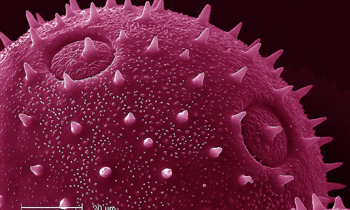 Am 9. Mai dreht sich im Botanischen Garten alles um den Pollen. Grafik: Uni Graz