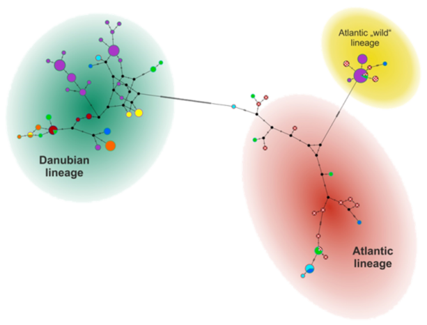 haplotype network born trout 