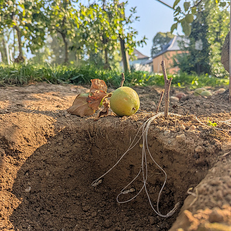 Practical application of open-flow microperfusion technology (OFM) in the field ©Stefanie Maier