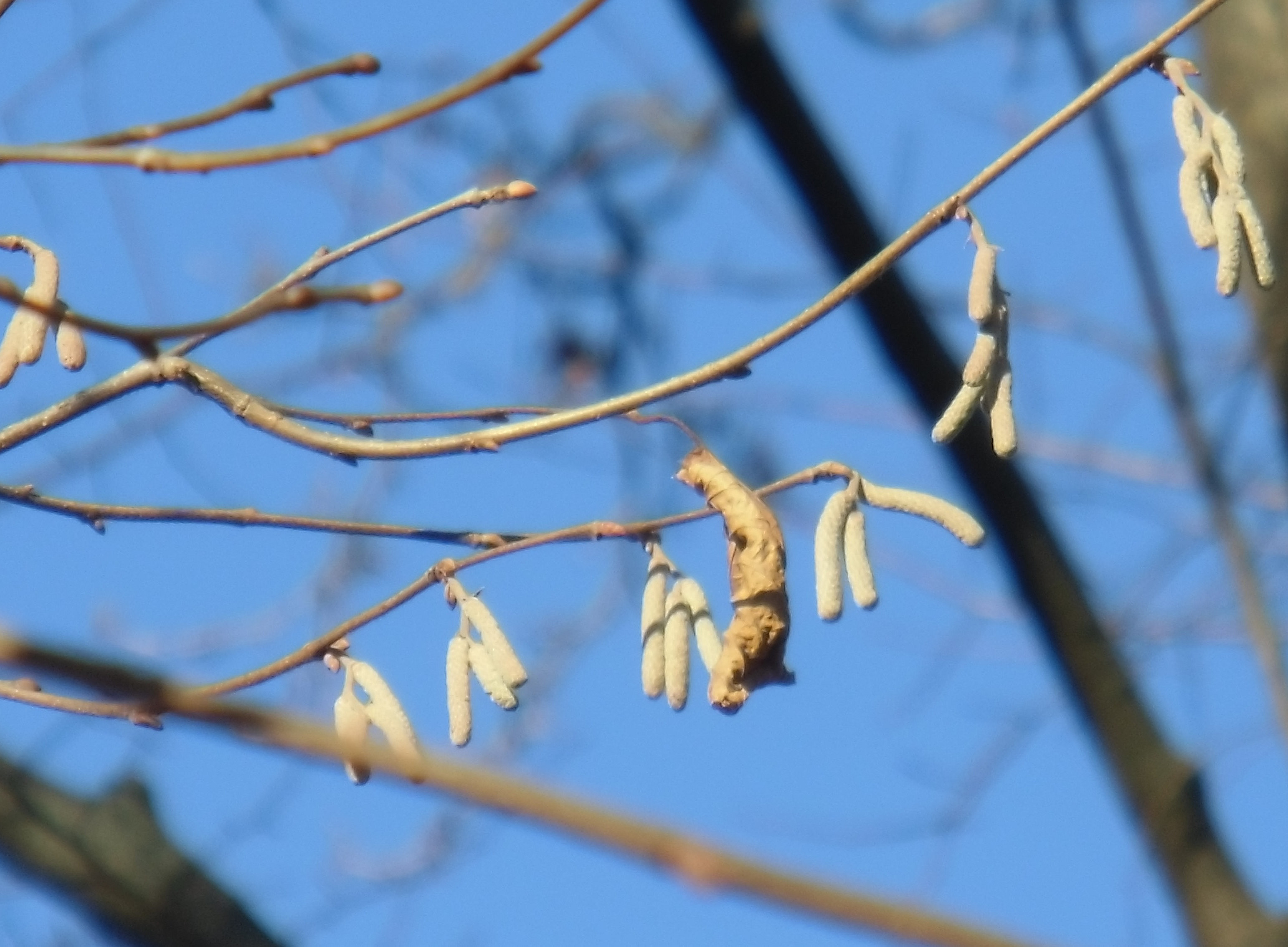 Corylus avellana (Hasel) 