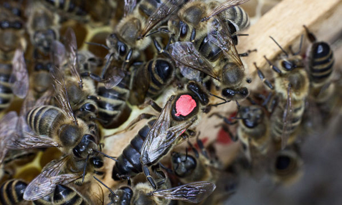 Etwa 12,5 % der österreichischen Bienenvölker verendeten im vergangenen Winter. Foto: Nikola Milatovic