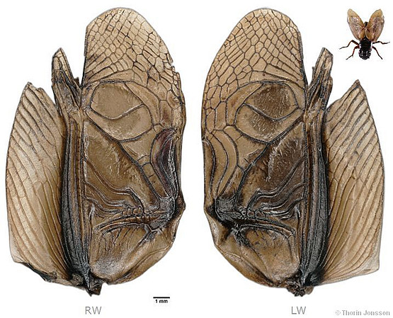 G. campestris male wings