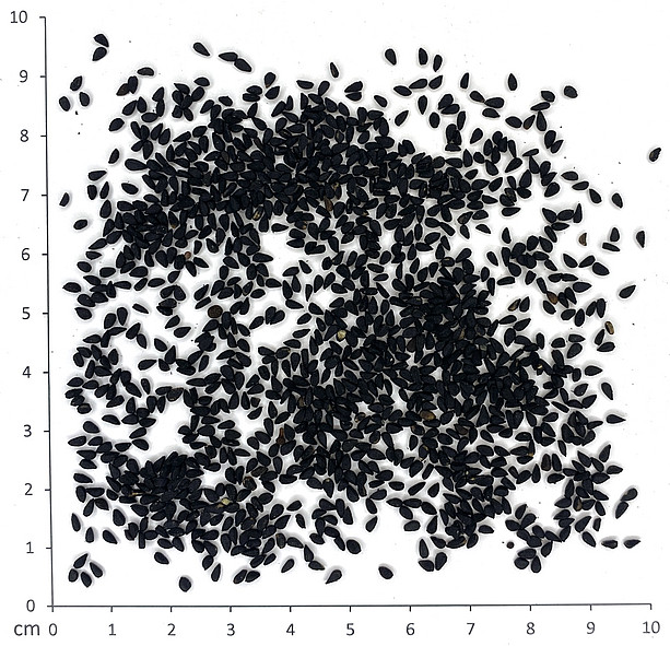 Schwarzkümmel 