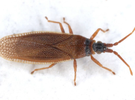  Current entomological and arachnological highlights in Styria and Austria 