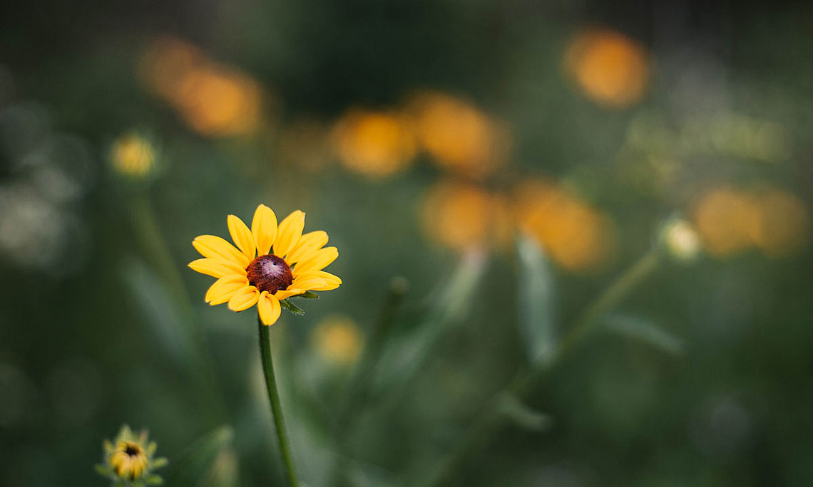 Foto: Pexels.com