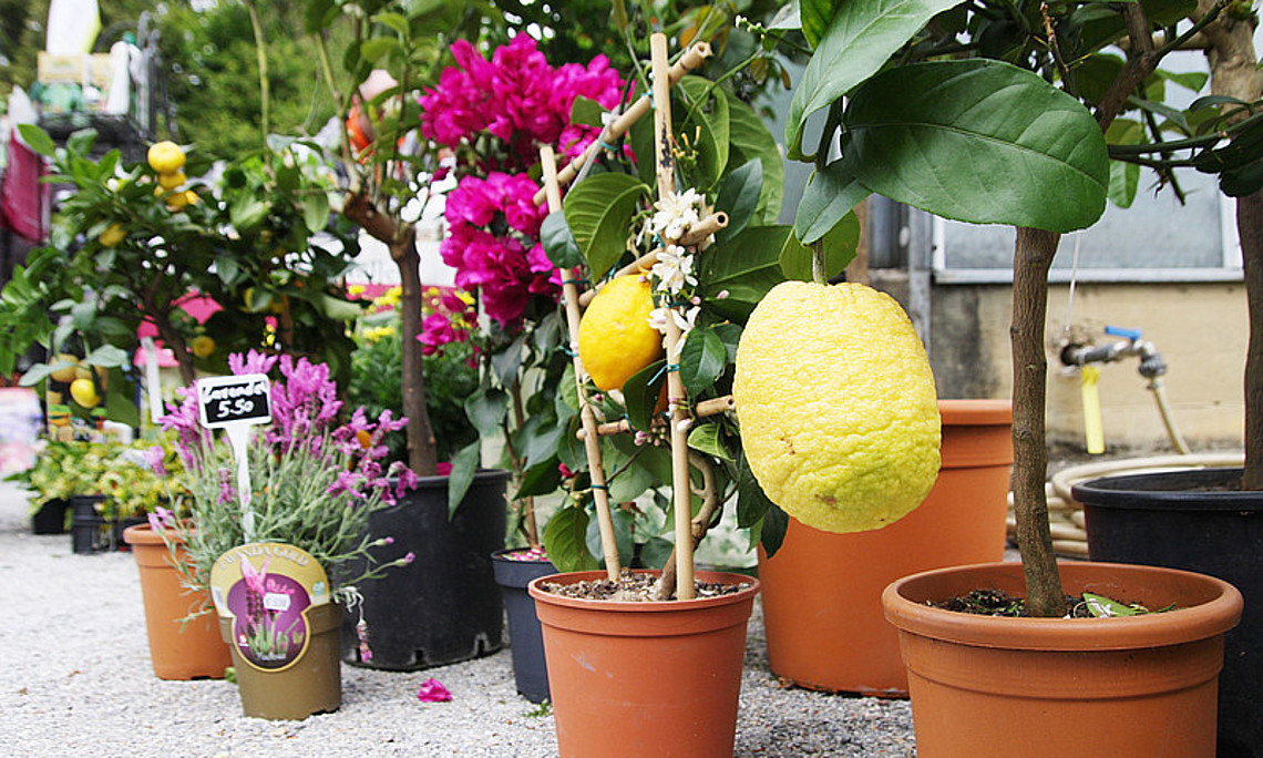 Ob Zitrone, Lavendel oder Bougainvillea, beim Pflanzenraritätenmarkt an der Uni Graz findet man am Wochenende alles an Obst, Gemüse, Kräutern und Zierpflanzen, was das Herz begehrt. Foto: Uni Graz