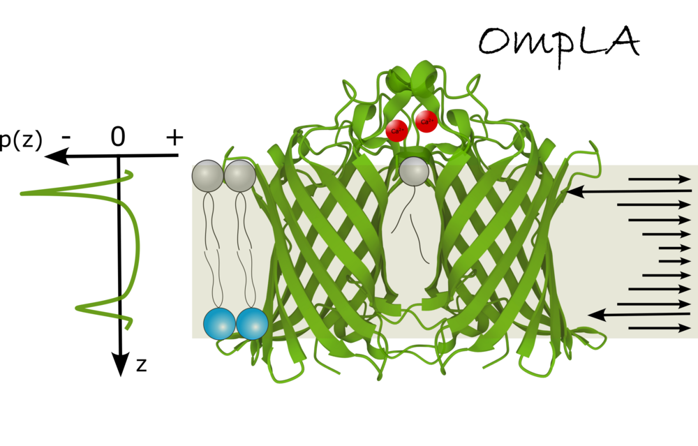 Schema eines Proteins in einer asymmetrischen Membran 