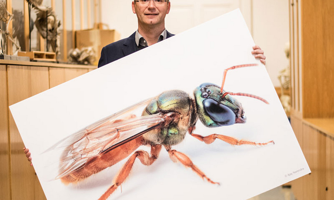 Der Grazer Zoologe Manfred Hartbauer hat einen Algorithmus zur Bildoptimierung entwickelt. Als Vorbild dienten ihm dabei nachtaktive Bienen. Foto: Uni Graz/Tzivanopoulos