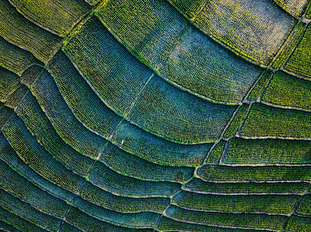 Teeplantage in Indonesien von oben ©by Alexey Marchenko on unsplash