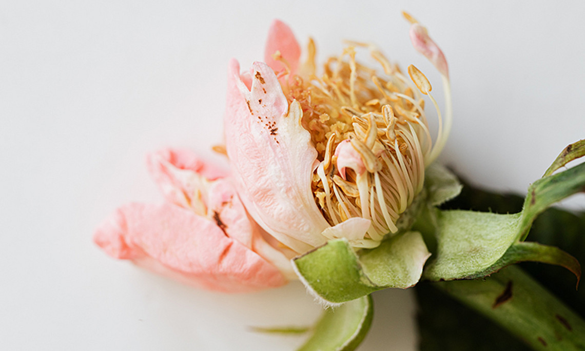 Wie verletzlich sind wir, vor allem in Krisenzeiten? Diese Frage diskutiert eine neue Episode von "HörSaal". Foto: pexels.com/karolina grabowska.