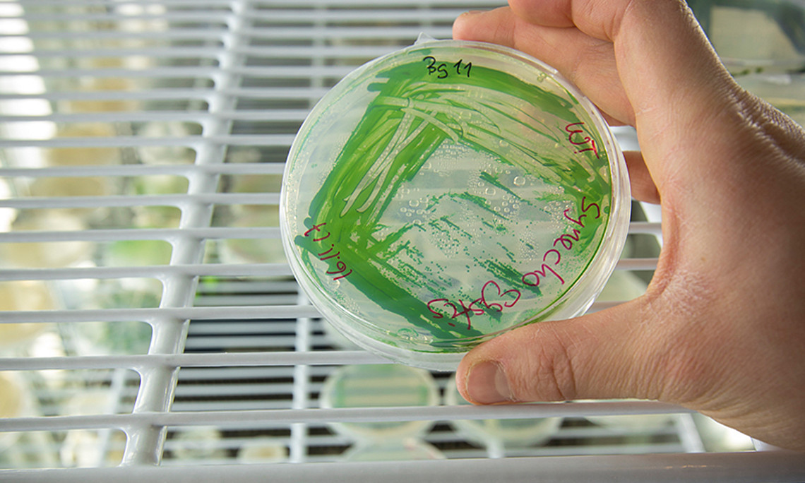 Blaugrünbakterien sind umweltfreundliche und gut verfügbare Biokatalysatoren zur Herstellung von Chemikalien. In Zukunft könnten sie bei großtechnologischen Anwendungen einen zusätzlichen "Energiekick" liefern. Foto: Lunghammer. 