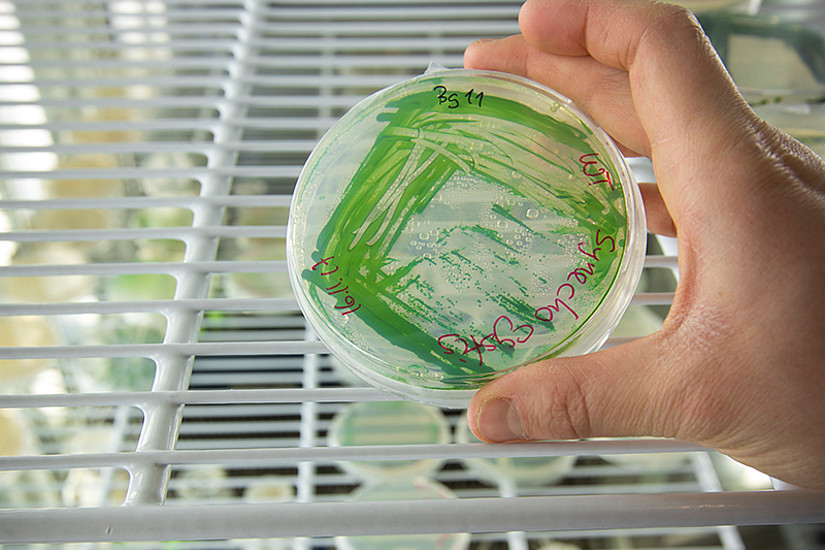 Blaugrünbakterien sind umweltfreundliche und gut verfügbare Biokatalysatoren zur Herstellung von Chemikalien. In Zukunft könnten sie bei großtechnologischen Anwendungen einen zusätzlichen "Energiekick" liefern. Foto: Lunghammer. 