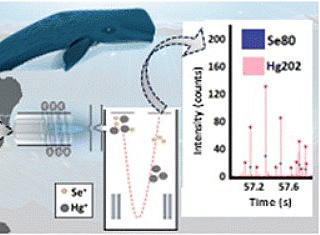 a map of Scotland is shown with a cartoon of a sperm whale and a sp-ICPMS chart of a ICP-TOF-MS showing particles containing Hg and Se 