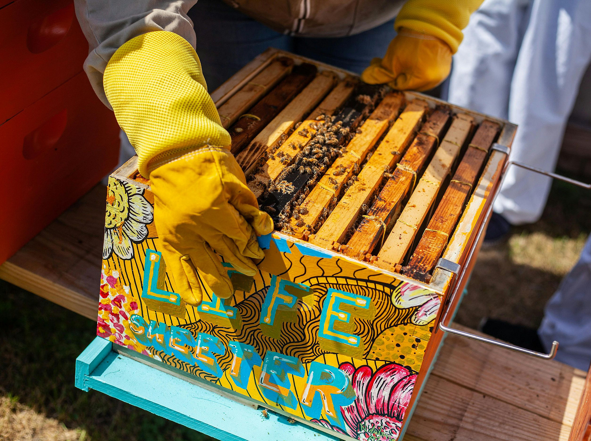 Bienenstock ©pexels-timothy-paule